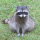 XXX dailyraccoonpics:a chonker layin on a rockdaily photo