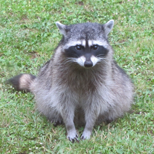 dailyraccoonpics:a chonker layin on a rockdaily raccoon pic #2 ! hope u have a good day 💖🦝