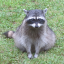 dailyraccoonpics:a chonker layin on a rockdaily porn pictures