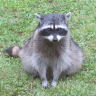 dailyraccoonpics:a chonker layin on a rockdaily raccoon pic #2 ! hope u have a good day 💖🦝