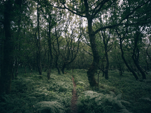 Ferns, Tracks and Oak CanopiesPhotographed by Freddie Ardley