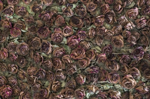 slowartday:  Anya Gallaccio, Red on Green: the life and death of 10,000 roses 