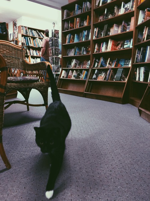 stephaniecheryl:  books and cats and books and cats (City Lights Bookstore, Sylva, NC)