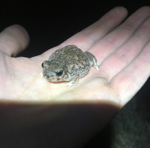 toadschooled: Here we see a Mexican spadefoot toad [Spea multiplicata] sporting a large silver scar 