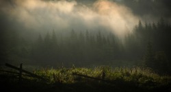 river-woods:Carpathians