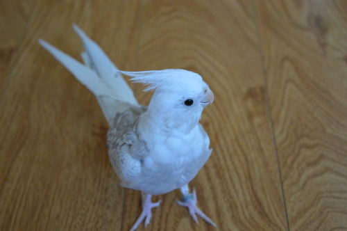 SNOWY THE COCKATIE!!!!!! MORE WING ACTION &lt;3
