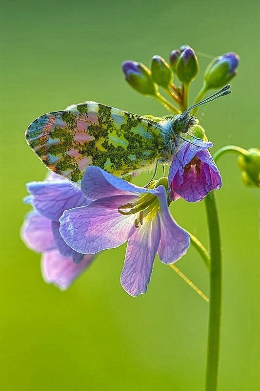 flowersgardenlove:  Anthocharis Cardamin Beautiful 