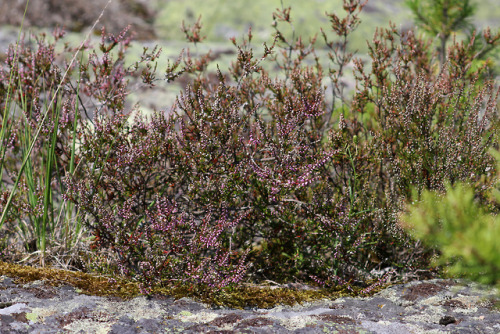 Östra lakholmsudden on Sibberön in lake Vänern, Sweden.