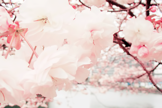 milkpeu:  Cherry Blossoms (by ktPix) 