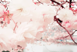 Milkpeu:  Cherry Blossoms (By Ktpix) 