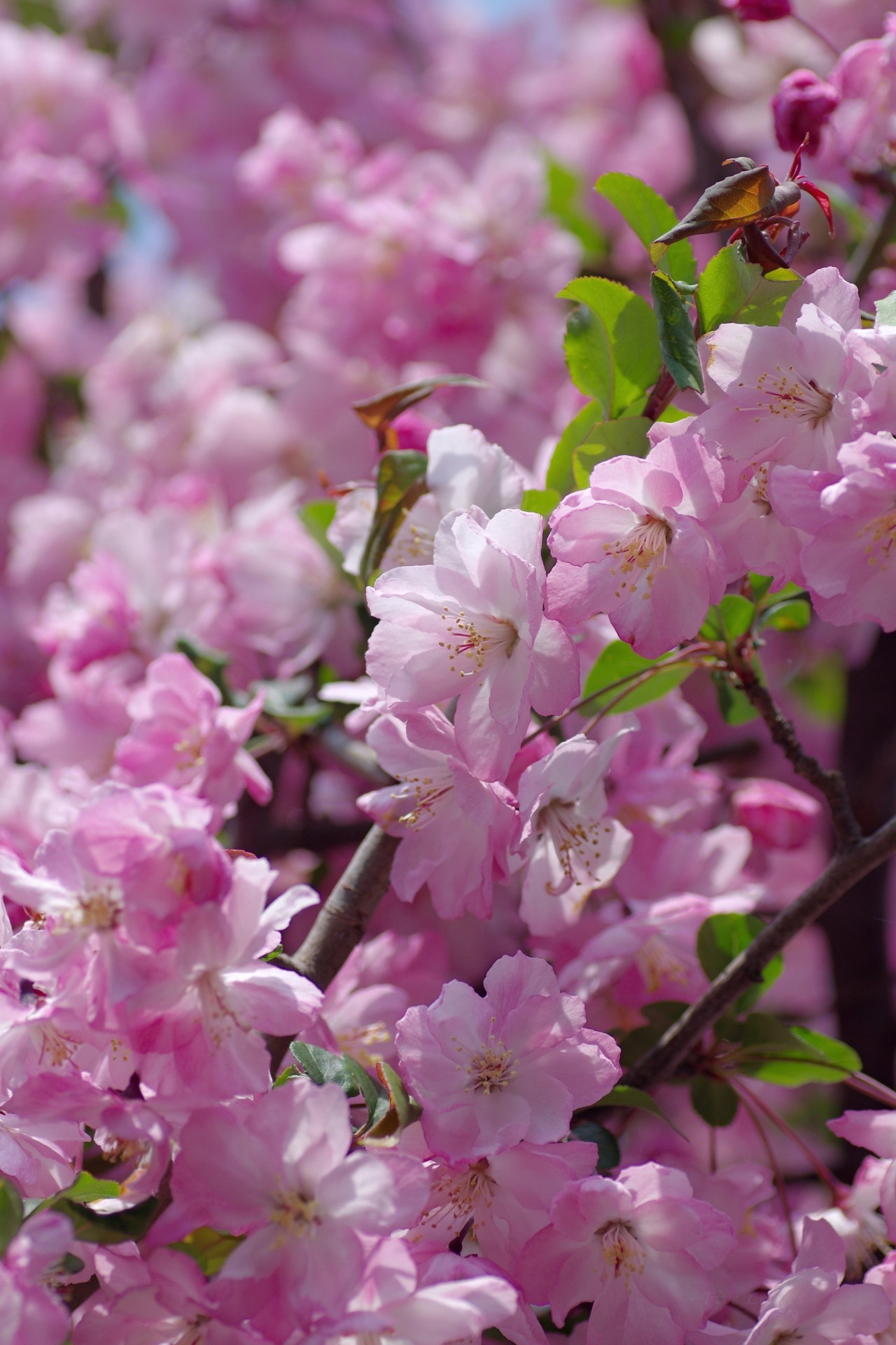 Winds Of Change Uyamt 花海棠 はなかいどう Hall Crabapple Malus