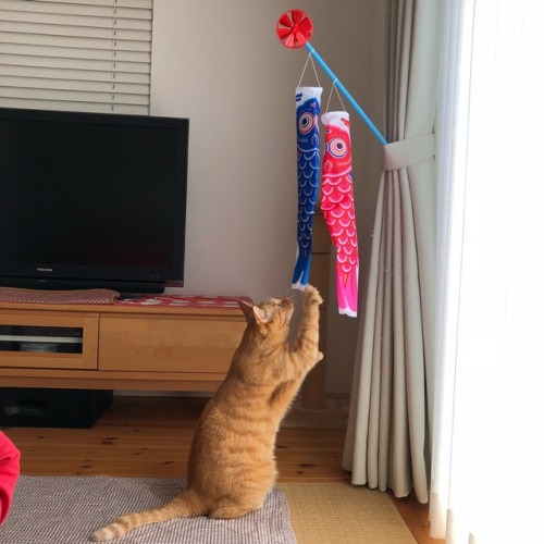 chikuwathecat:  Today, May 5th is Children’s Day in Japan. It is a day to pray for children’s growth by decorating carp streamers. 今日、5月5日は日本ではこどもの日です。鯉のぼりを飾って子供の成長を祈る日です。
