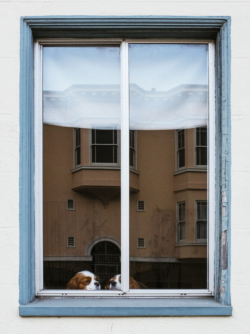 Walked around San Francisco today. Wasn’t inspired by much, but these two Spaniels’ caug