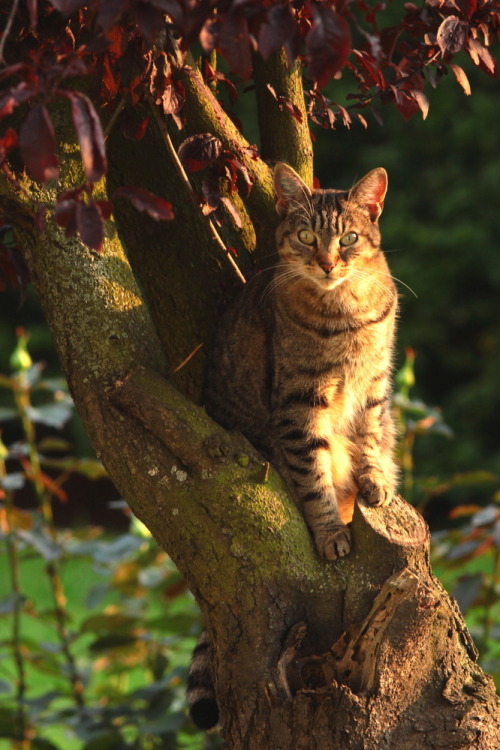 le chat dans l'arbre(via Ray Veri)