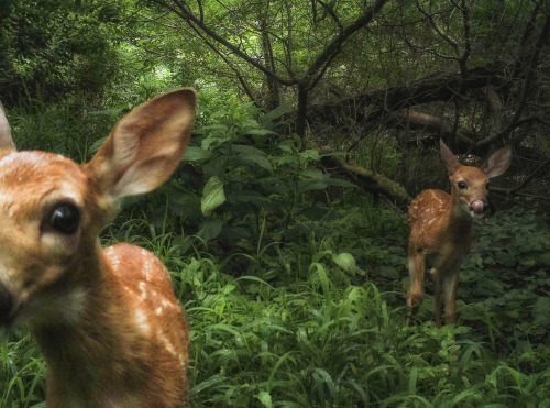 in the forest