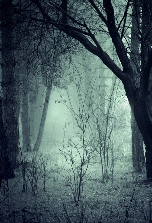 vhord:neutral:  photo//blog  strictly nature