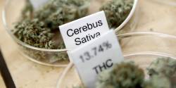 thatsgoodweed:  Strain Name: Cerebus Sativa                      13.74 % THC