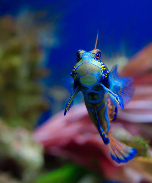 cool-critters:Mandarinfish (Synchiropus splendidus)The mandarinfish is a small, brightly colored mem