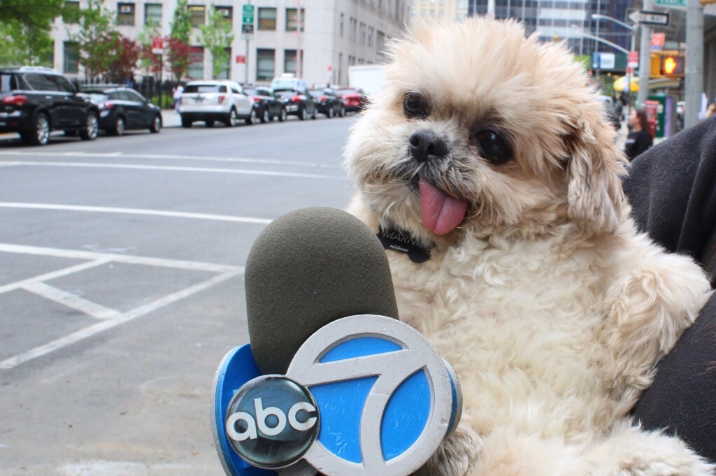 marniethedog:  Idk he just seemed like a nice normal guy. I’m in shock.