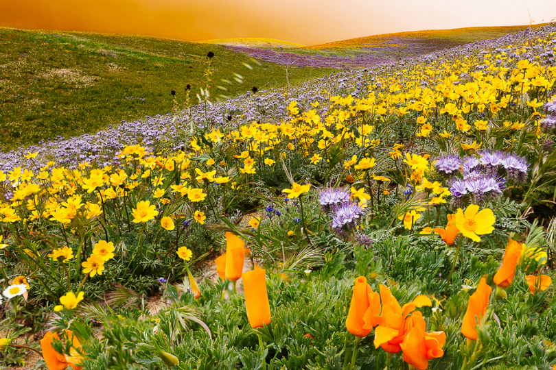 tulipnight:  Lie in Wildflowers by Edcool 