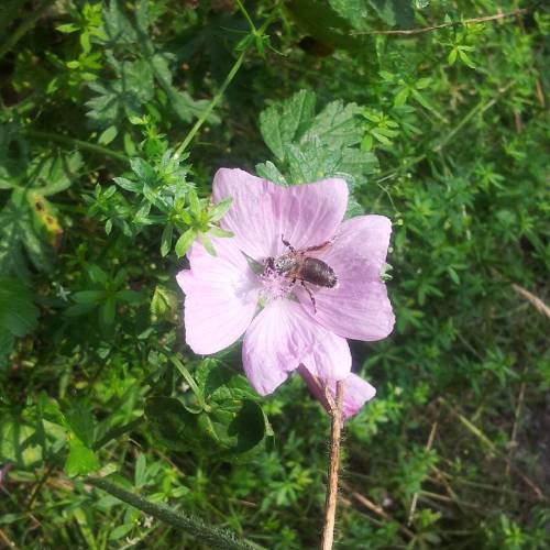 Just A #pink #flower Visited By An #insect In #Technologiepark #Dortmund 12.8.15 #latergram (en Technologiepark