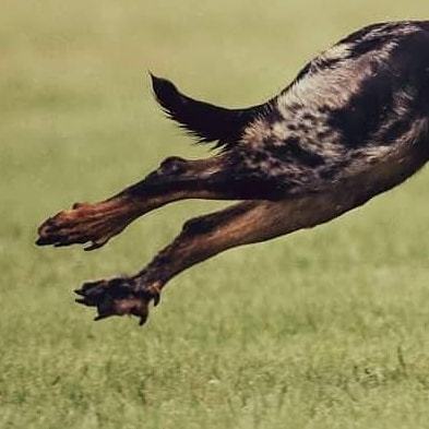 arsanatomica: Okay, I’ve really missed talking about teratology. These dogs have