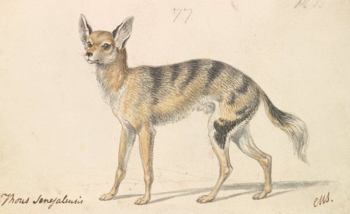 antiqueanimals:Senegalese Wolf or Grey Jackal (1837), Charles Hamilton Smith (1776-1859)