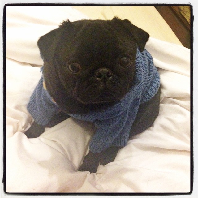 ilovepugs4ever:  Follow Dog Quotes. 