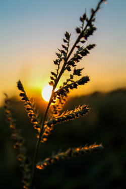 travelingcolors:  Wheat Sunset, Cincinnati