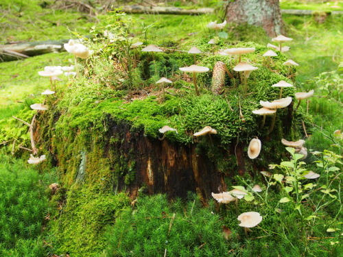 floralprintshark: sometimesseelie: shroomlings: Mushroom castle  That is a faerie ring. And a pretty