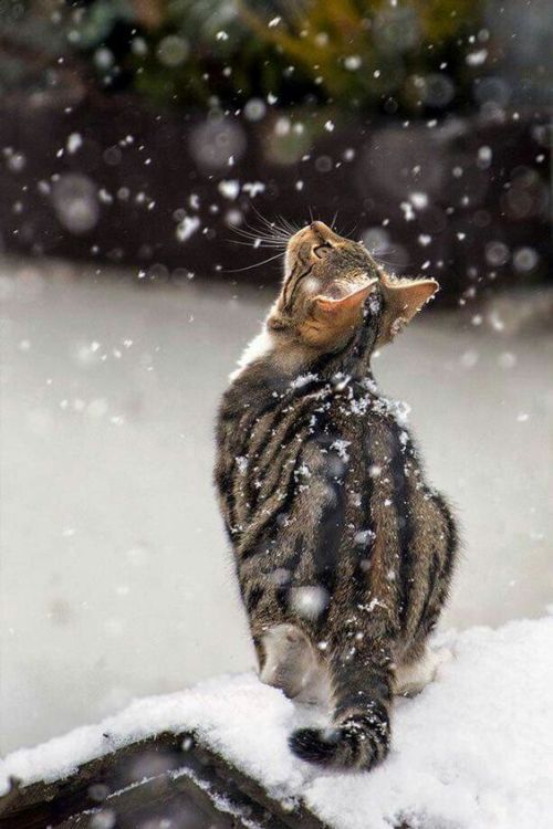 trasemc:Wow I love the snow and Cats 