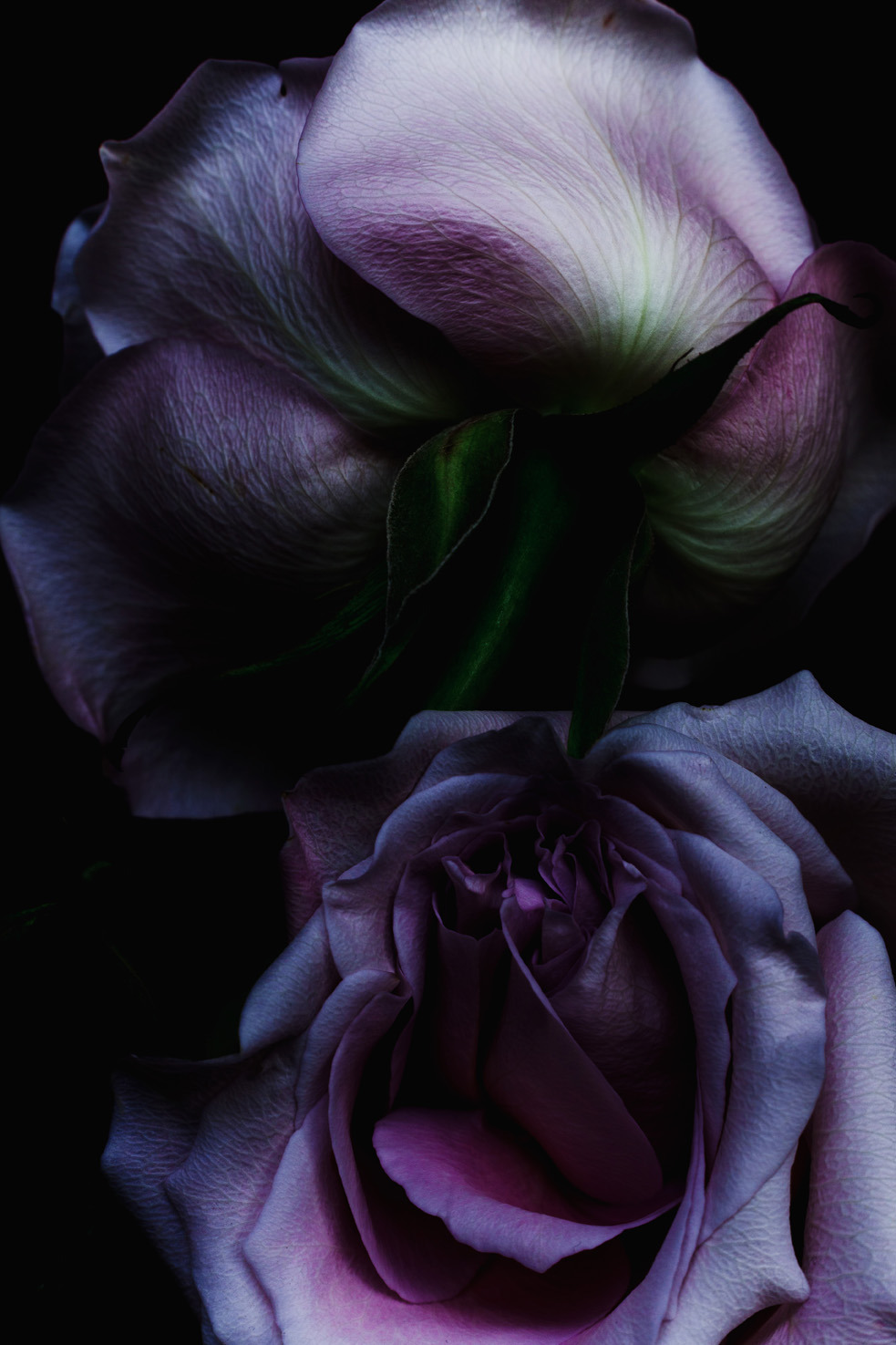 floralls:    Decaying Flowers by   Billy Kidd   