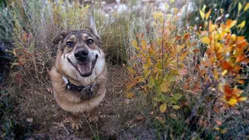 My little Mischka blending in with the autumn colors~@Red Rock Canyon, NV 