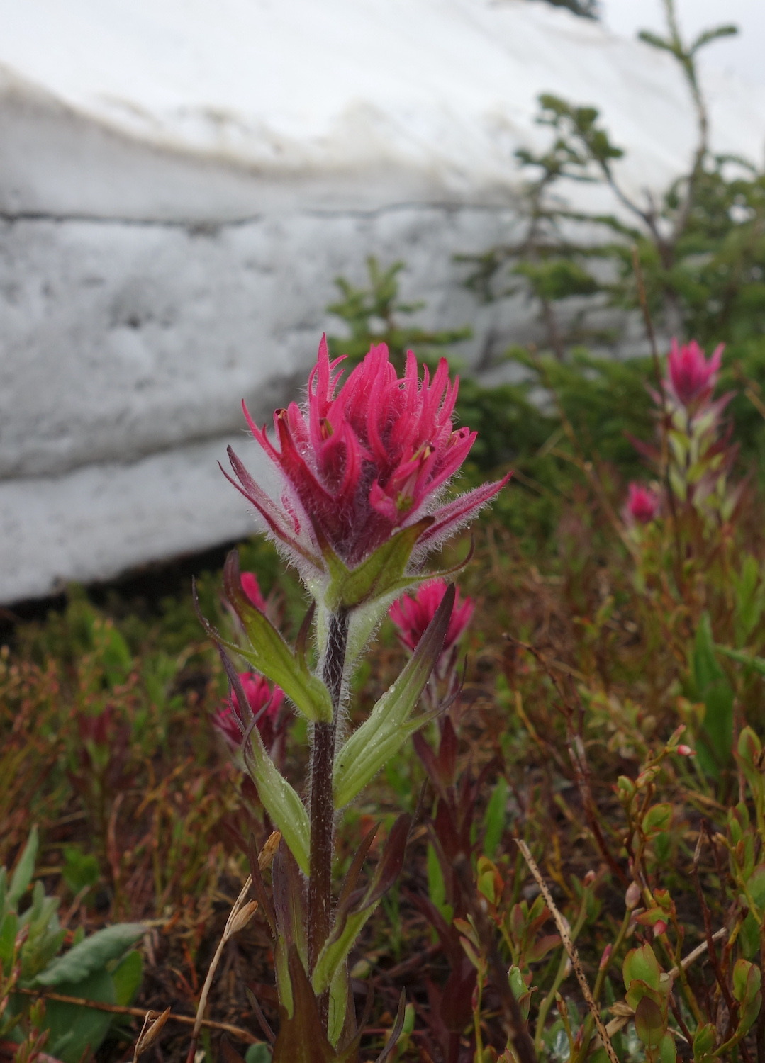mountrainiernps:Why are there meadows? Meadow plants in subalpine areas are better