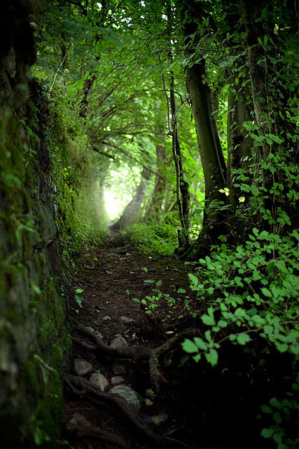 isawatree:  Damp II by tommy martin on Flickr. 