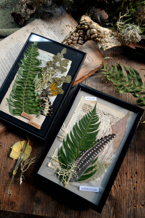 wolftea:Simple pressed foliage gifts. Got the frames for about 4 bucks and just used old book pages,