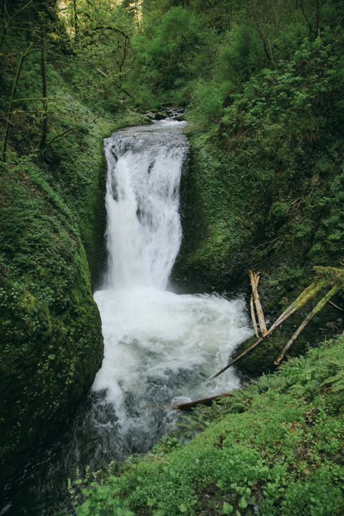 thenorthwestexplorer:  Sunlight on the Trail Location: Horsetail Falls Trail, Columbia River Gorge, OR Date: April 29th, 2014 