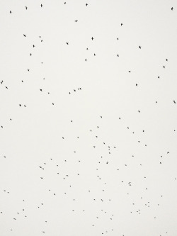 tommybruce: Birds and The opposite of “Birds” Photographs 2013 