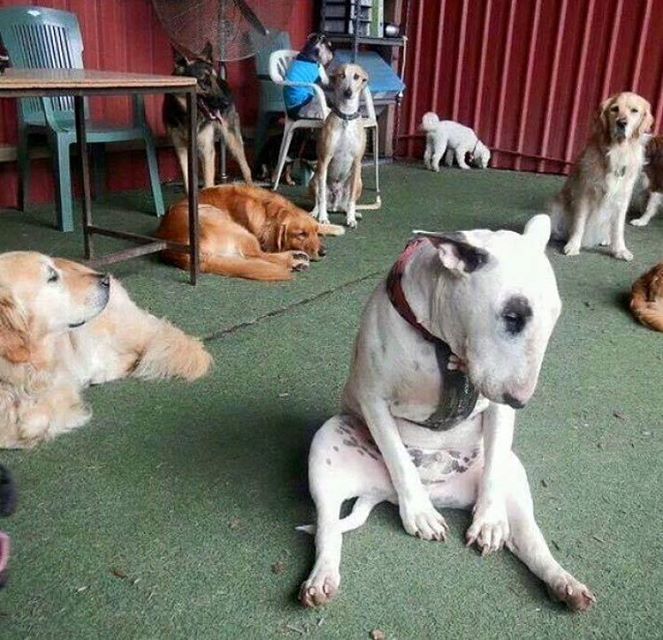 Sad Bull Terrier is sad.