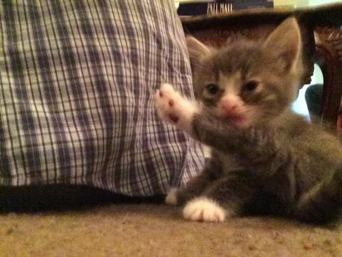 cutecatpics:Little Smokey! Source: Kuma_Paws_376 on catpictures.