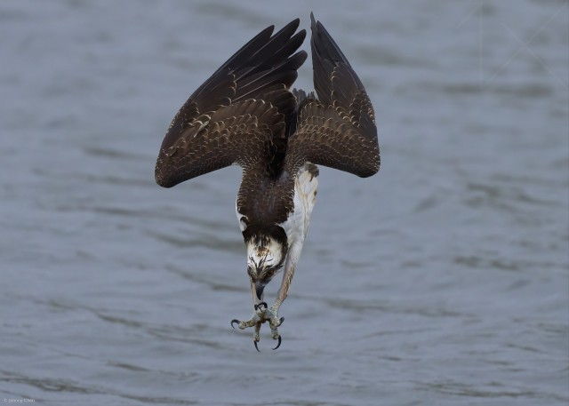 An osprey diving towards water with its talons outstretched and its wings angled for descent.