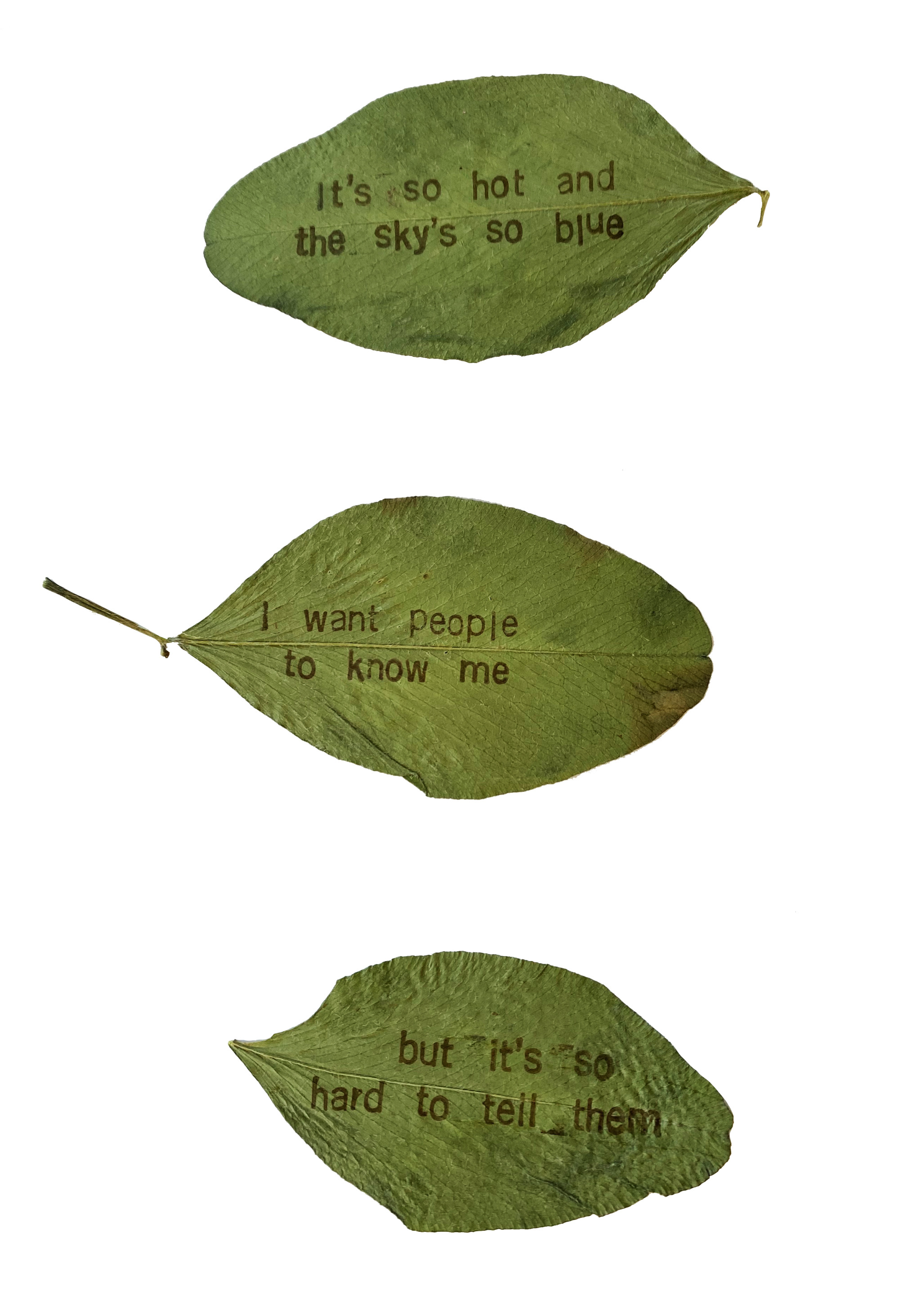 uglyfruit:[ID: 3 green leaves with text stamped on them. They say “It’s so hot and the sky’s so blue”, “I want people to know me”, “but it’s so hard to tell them”. ]