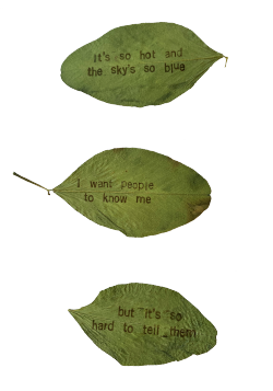 uglyfruit:[ID: 3 green leaves with text stamped on them. They say “It’s so hot and the sky’s so blue”, “I want people to know me”, “but it’s so hard to tell them”. ]