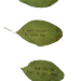 uglyfruit:[ID: 3 green leaves with text stamped on them. They say “It’s so hot and the sky’s so blue”, “I want people to know me”, “but it’s so hard to tell them”. ]