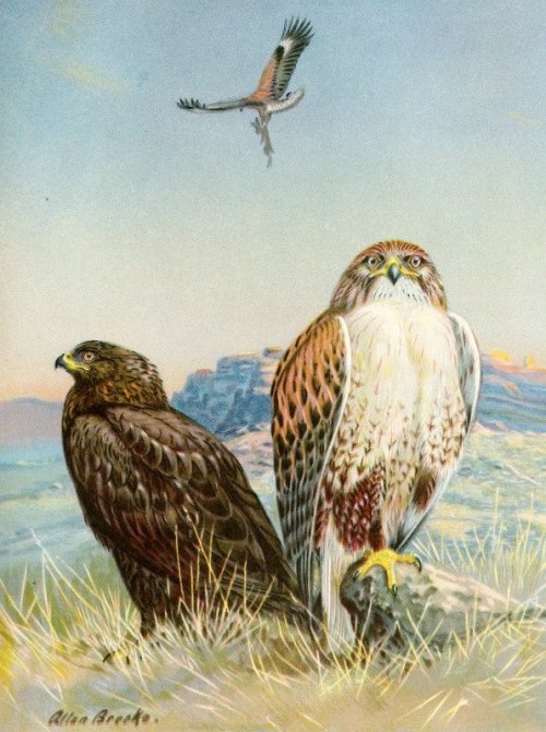 antiqueanimals:

Ferruginous rough-legged hawk (1929-1932), Allan Brooks (Canadian, 1869 – 1946) 