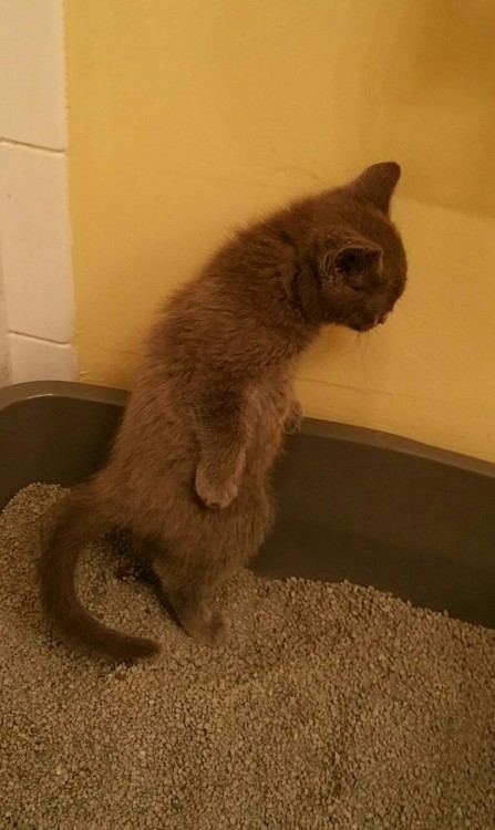 machinegunkellyxo:This is how my kitten uses the litter box…