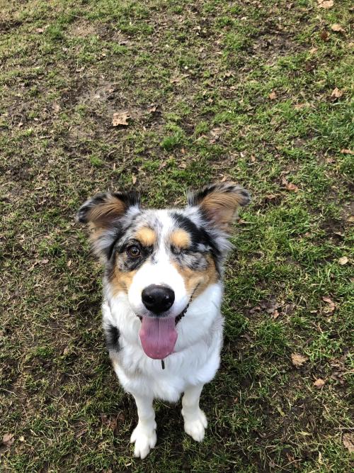 uwupuppersuwu: This one-eyed beauty I had the pleasure of walking at the shelter today!