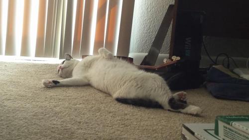 Tychus, the American Shorthair.This is what happens after he runs laps for an hour! (submitted by pa