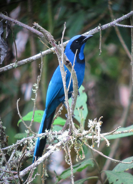 libutron:Black-collared Jay - Cyanolyca armillataThe Black-collared Jay, Cyanolyca armillata (Passer