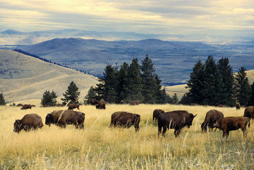 typhlonectes: Indigenous People Have Reclaimed the National Bison RangeAfter 113 years of fighting t